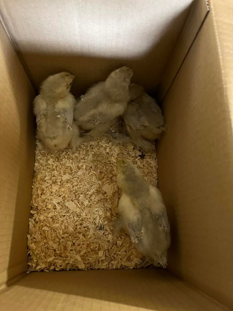 Brahma groot isabelpatrijs kuikens, Dieren en Toebehoren, Pluimvee, Meerdere dieren, Kip