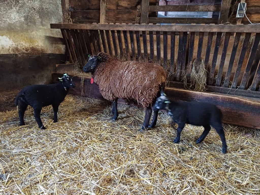 Schaap met 2 lammeren, Meerdere dieren, Schaap