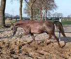 Arabier / arabische / arabisch volbloed, Hengst, Dressuurpaard, Met stamboom, 0 tot 2 jaar