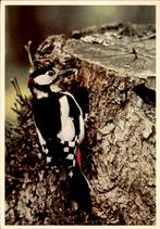 Voor het kind, Grote bonte specht, Fred Hazelhoff 1971, Verzenden, 1960 tot 1980, Gelopen, Vogel