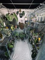 Kweektent Mammoth Classic+ 150 in goede staat, Ophalen, Zo goed als nieuw, Kweektent