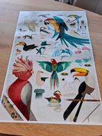 Vogel Poster met Ophangsysteem, Ophalen, Minder dan 50 cm, Nieuw, Foto of Poster