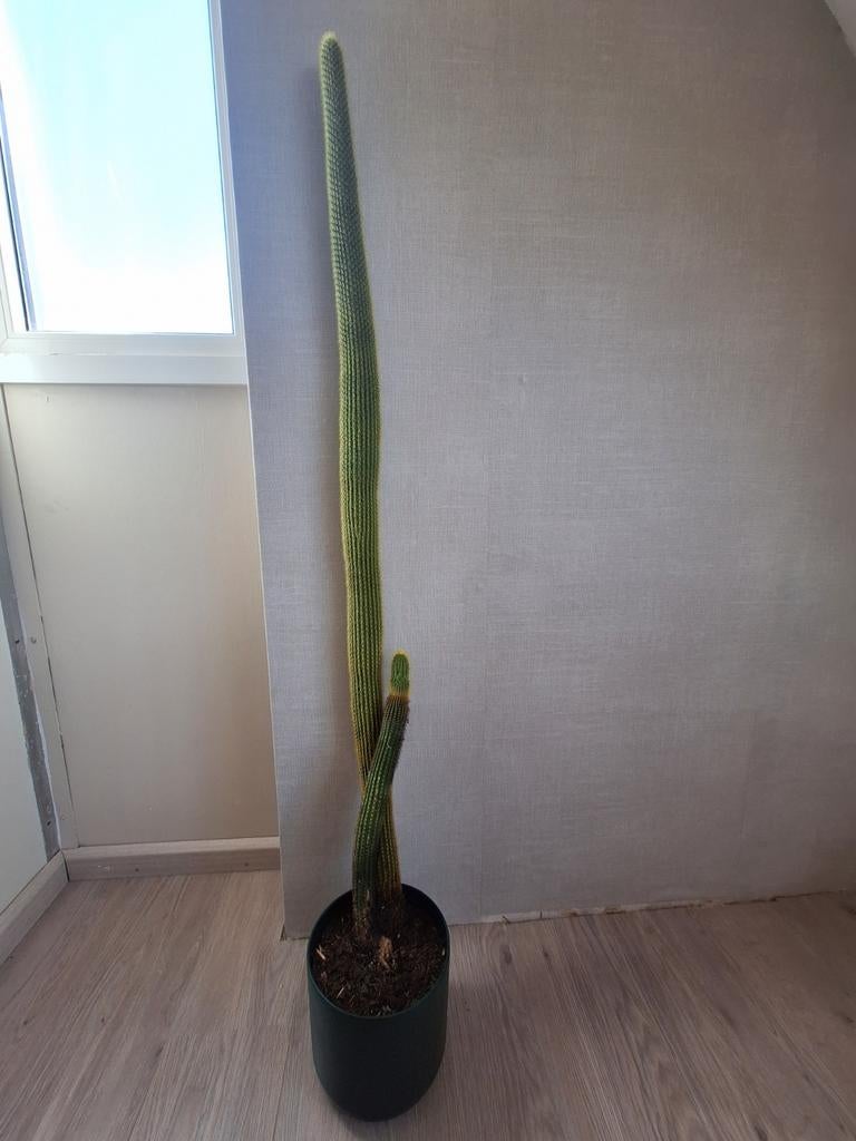 Cactus Vatricania Guentheri, Ophalen, Cactus, Volle zon, 100 tot 150 cm