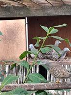 Vredesduiven, Dieren en Toebehoren, Vogels | Overige Vogels, Meerdere dieren, Tropenvogel, Geringd