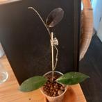 Hoya carnosa tricolor stek nr 38, Huis en Inrichting, Kamerplanten, Ophalen of Verzenden, Halfschaduw, Minder dan 100 cm