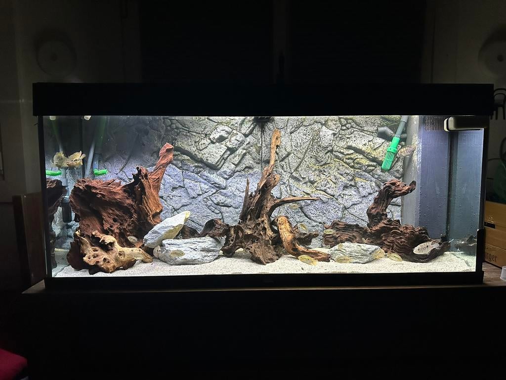 Aquarium 240L, Dieren en Toebehoren, Ophalen of Verzenden, Zo goed als nieuw, Gevuld zoetwateraquarium