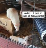 Ratten vader en zoon, Dieren en Toebehoren, Februari, Mannelijk, Rat