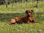 Rhodesian Ridgeback pups met stamboom 31 mei, Parvo, Overige rassen, 8 tot 15 weken, Meerdere