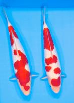 Helix 17 mm zak 100 liter combi trommelfilter koivijver koi, 5384sg, Heeschkoi, Overige typen, Nieuw