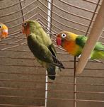 3 agapornissen gezond, Dieren en Toebehoren, Meerdere dieren, Parkiet, Tam
