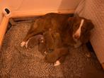 Schitterde nova scotia duck tolling retriever pups, Dieren en Toebehoren, Honden | Retrievers, Spaniëls en Waterhonden, Parvo
