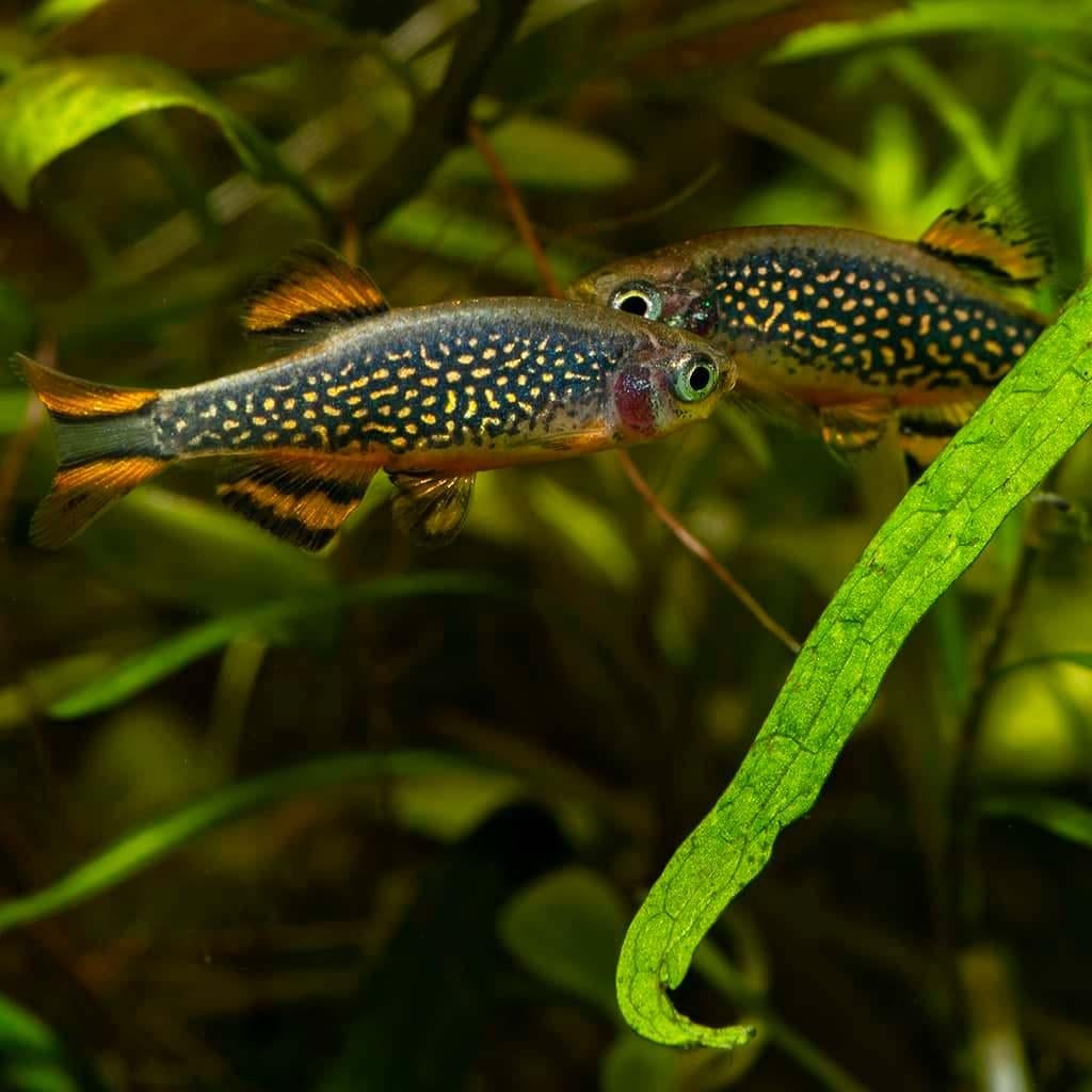 Rasbora Galaxy - Rasbora Margaritatus, Dieren en Toebehoren, Vis, Zoetwatervis, Schoolvis