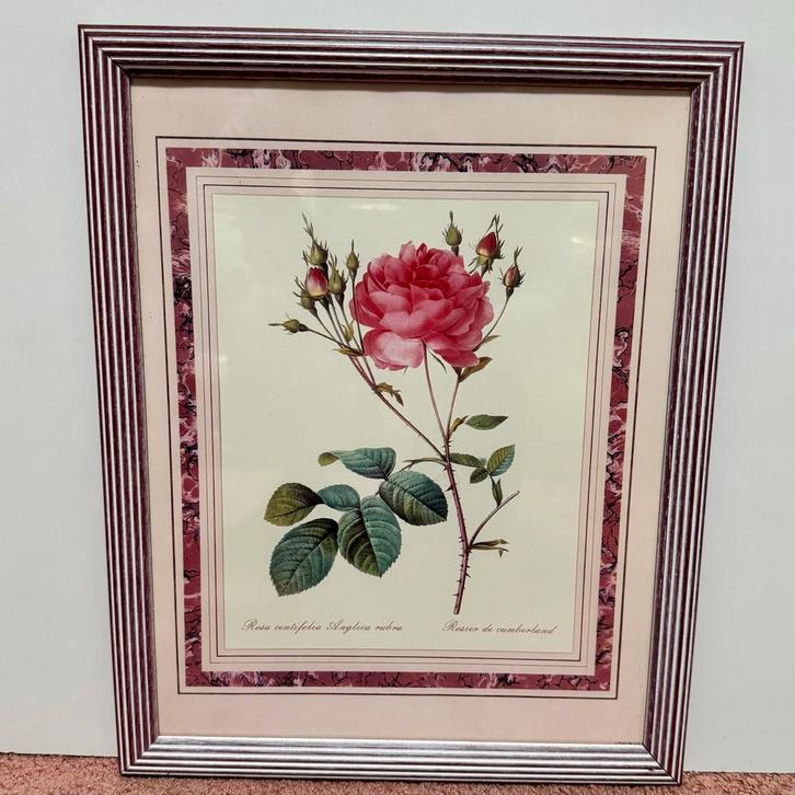 3 tekeningen van rozen in een lijstje, Huis en Inrichting, Woonaccessoires | Schilderijen, Tekeningen en Foto's, Gebruikt, Tekening