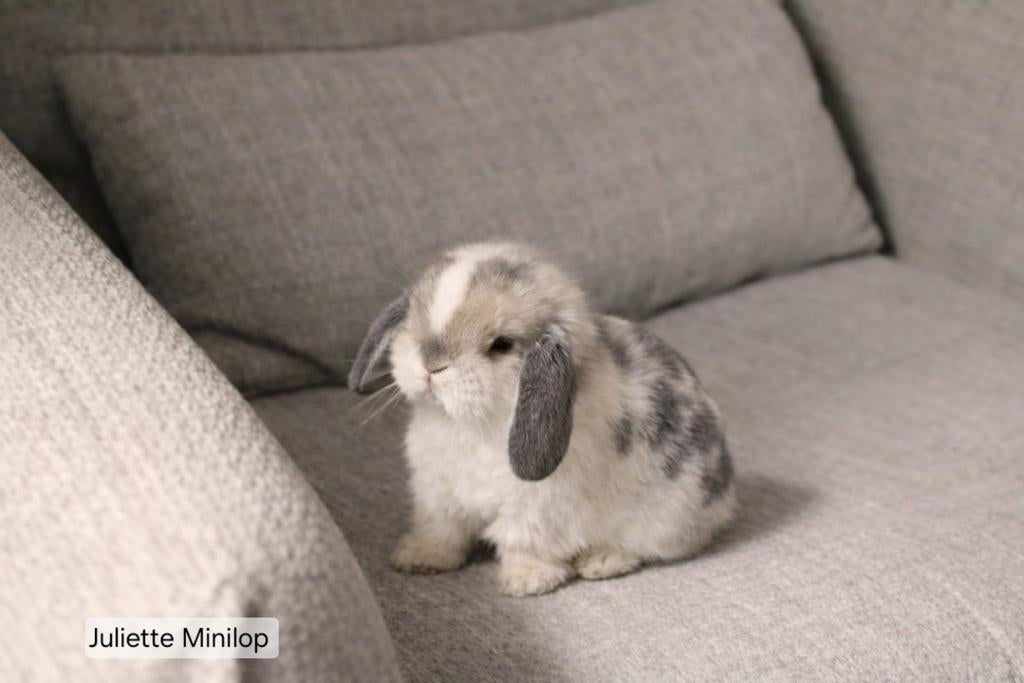 ❤Lieve handtamme minilopkonijntjes met zorg liefde opgevoed, Dieren en Toebehoren, Konijnen, Meerdere dieren, Dwerg, Hangoor, 0 tot 2 jaar