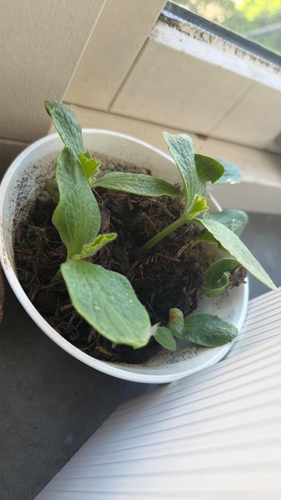 Japanse pompoen plantjes zelf verder planten, Tuin en Terras, Planten | Tuinplanten, Ophalen of Verzenden, Eenjarig, Groenteplanten