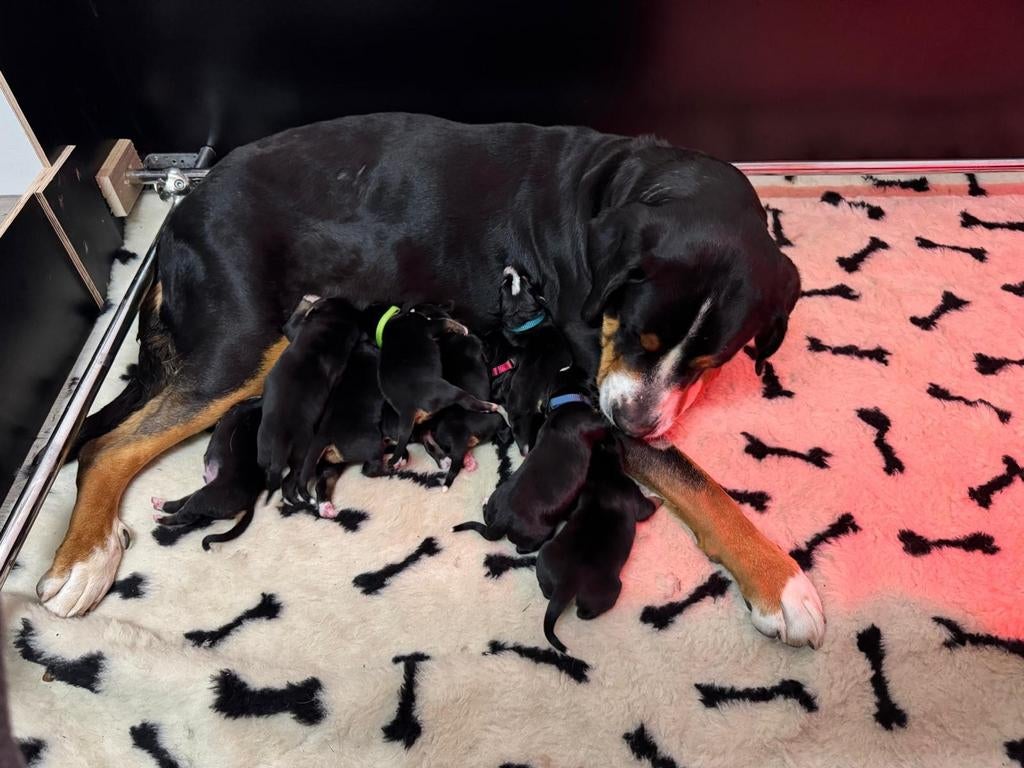 Grote Zwitserse Sennen pups, Dieren en Toebehoren, Parvo, Meerdere, Meerdere dieren, Nederland