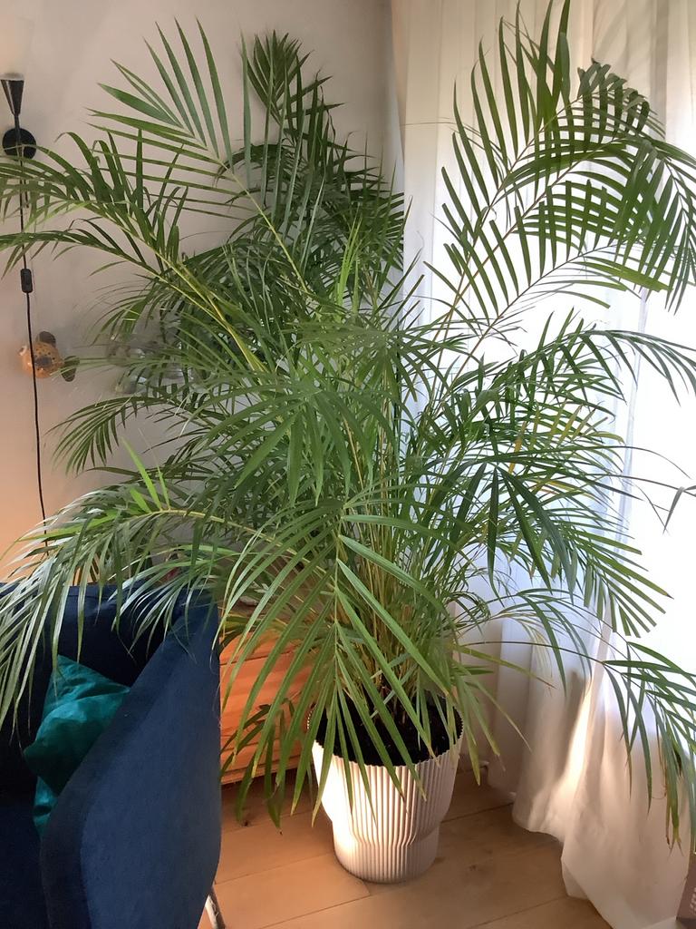 Grote, prachtige binnenpalm van 1.80m hoog, Huis en Inrichting, Kamerplanten, Palm, In pot, 150 tot 200 cm, Groene kamerplant