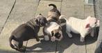 American bully pocket puppy’s mogen verhuizen, Dieren en Toebehoren, Parvo, 8 tot 15 weken, Bulldog, Meerdere