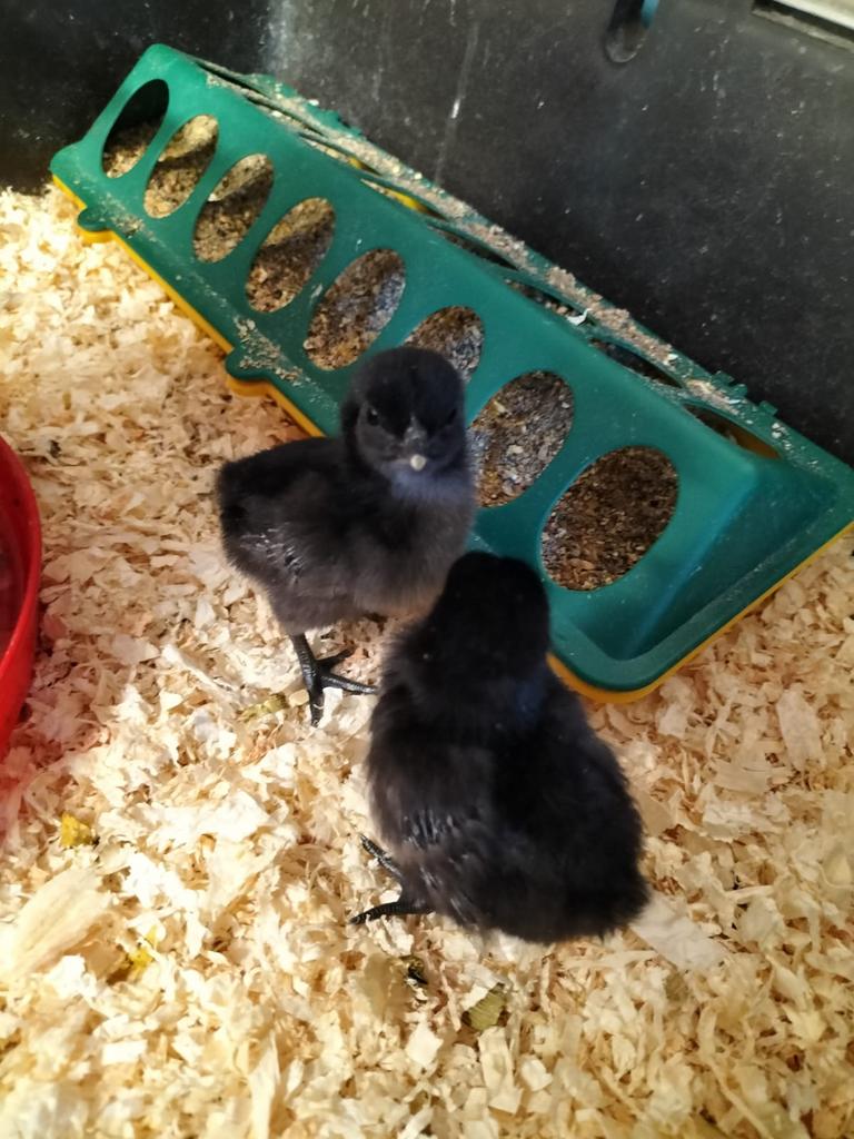 Ayam Cemani kuikens, Dieren en Toebehoren, Pluimvee, Geslacht onbekend, Kip