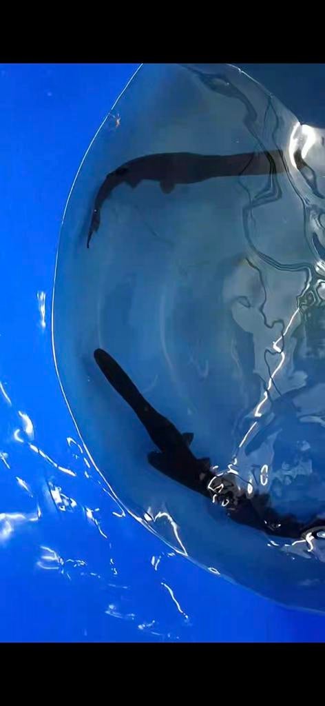 Lepelsteur 38-42cm, Dieren en Toebehoren, Karper of Koi