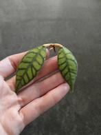 Hoya Callistophylla stekje, Ophalen of Verzenden, Halfschaduw, Minder dan 100 cm