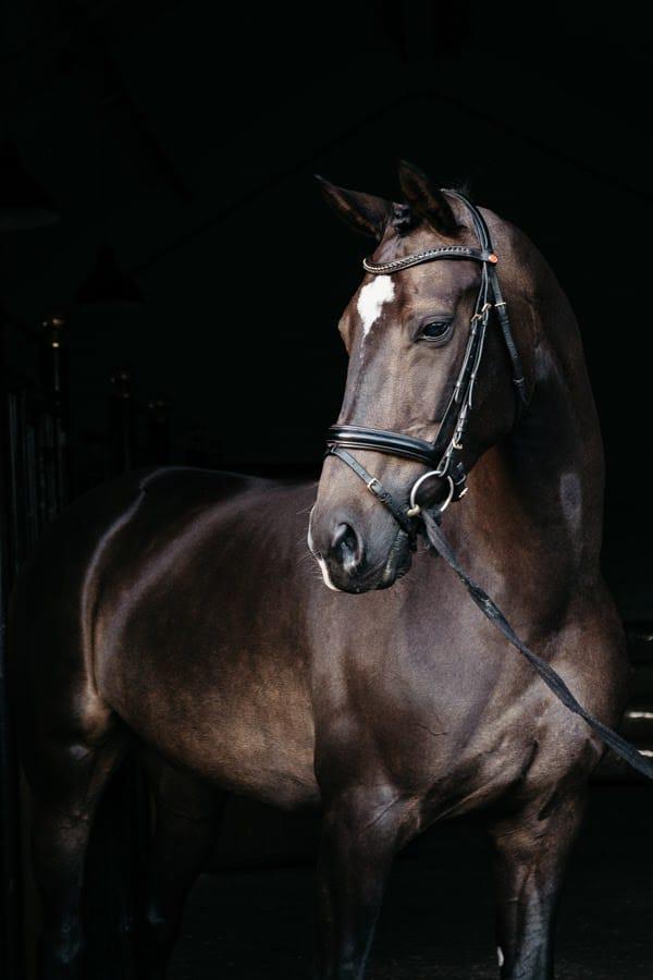 Ben je opzoek naar een weide maatje( merrie in bruikleen), Dieren en Toebehoren, Weidegang, 1 paard of pony