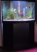 Hoekaquarium incl meubel ,vissen en buitenpomp., Ophalen, Gevuld zoetwateraquarium