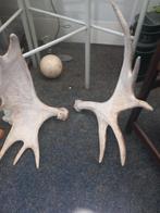 Grote hertshoorns - damhert, Ophalen of Verzenden, Gebruikt, Paard, Beeldje of Figuurtje