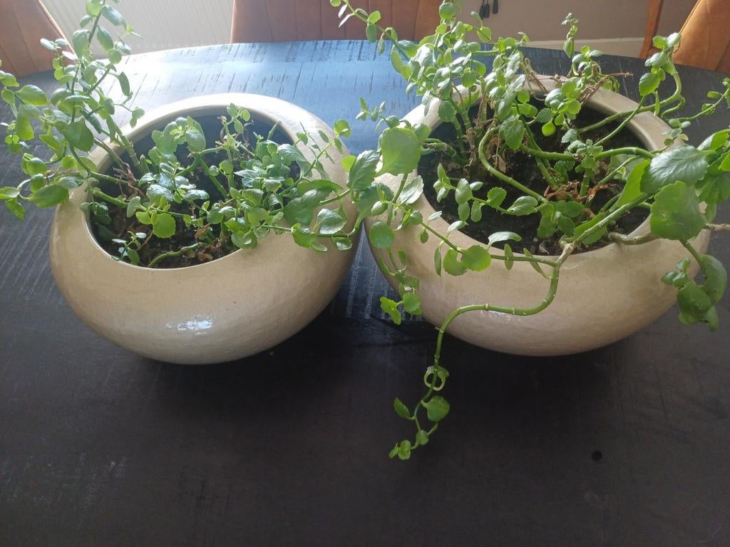 2 grote ronde bloempotten met vetplanten, Tuin en Terras, Bloempotten, Ophalen, Rond, Kunststof