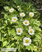 Moederkruid - Tanacetum parthenium, Vaste plant, Ophalen of Verzenden, Halfschaduw, Kruiden