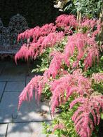 10 pollen Astilbe/Pluimspirea, Tuin en Terras, Planten | Tuinplanten, Vaste plant, Halfschaduw, Lente, Ophalen