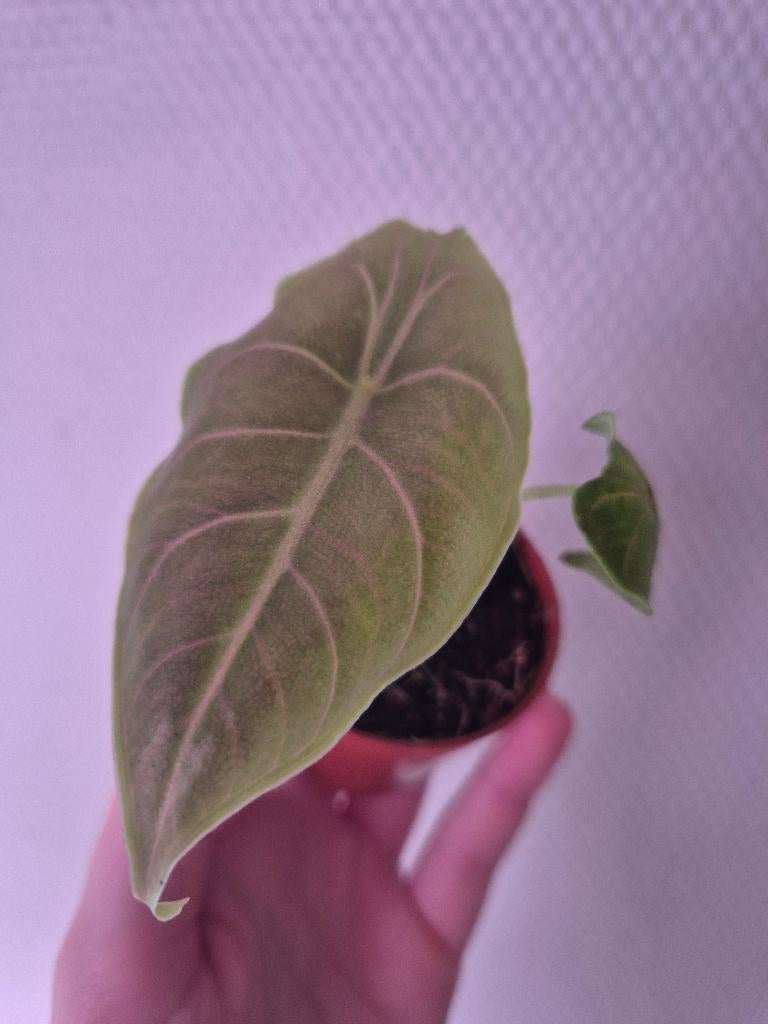 Alocasia Azlanii, Huis en Inrichting, Kamerplanten, Verzenden, Overige soorten, Halfschaduw, Minder dan 100 cm