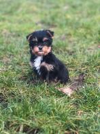 Bieuwer-Yorkshire pupjes bij ons geboren, België, 8 tot 15 weken, Meerdere, Meerdere dieren