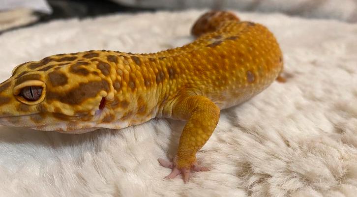 Luipaard gekko Leopard Gecko - male for sale from Parrotix