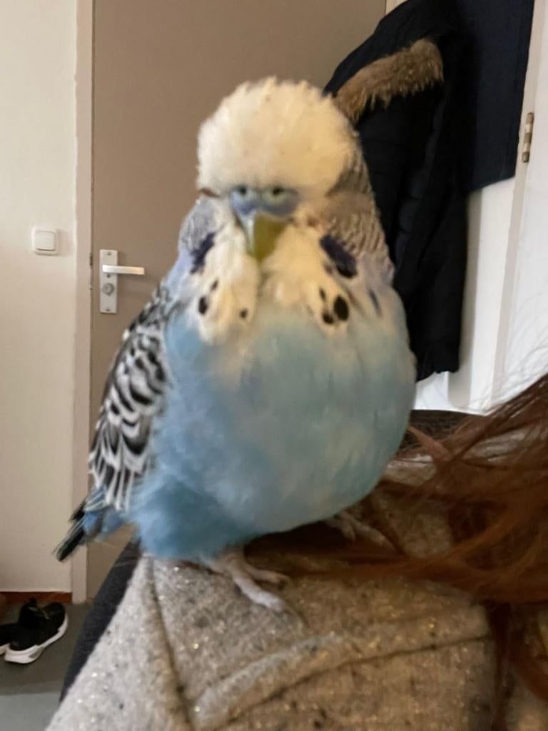 Op zoek naar een Engelse grasparkiet jong., Dieren en Toebehoren, Vogels | Parkieten en Papegaaien, Geslacht onbekend, Parkiet