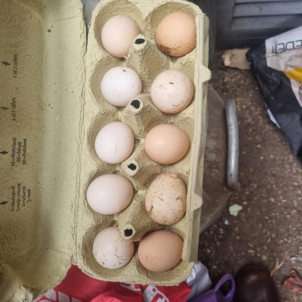 Zijdehoender usa broedeijeren, Ophalen of Verzenden, Nieuw, Overige typen