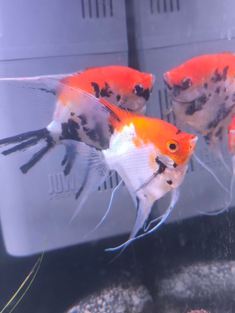 Koppel maanvis, Dieren en Toebehoren, Vis, Zoetwatervis