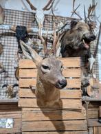 opgezet ree shoulder borst preparaat hert taxidermy, Ophalen of Verzenden, Nieuw, Opgezet dier