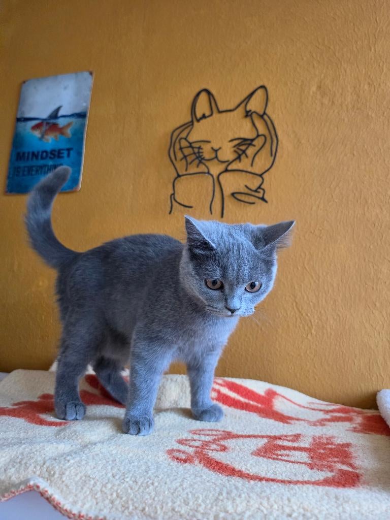 Britse korthaar kittens, Dieren en Toebehoren, Katten en Kittens | Raskatten | Korthaar, Poes