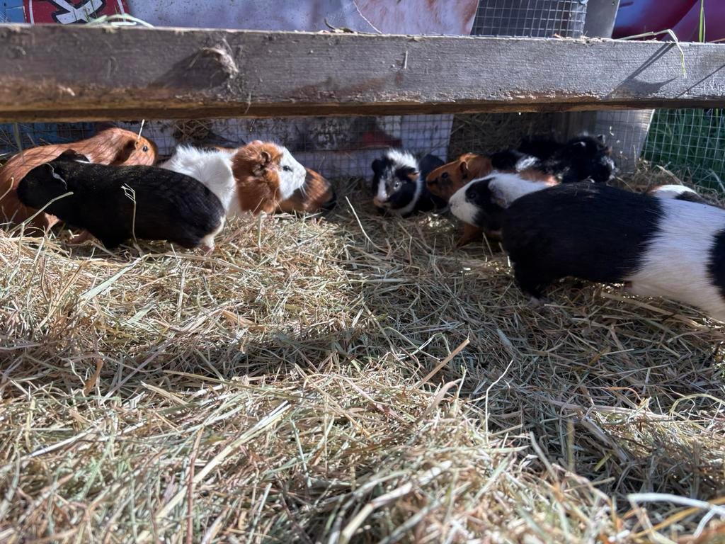 Cavia’s  te koop, Dieren en Toebehoren, Knaagdieren en Konijnen | Hokken en Kooien, Ophalen