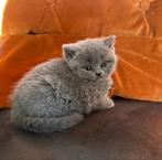 2 Superlieve ❤️ leuke Britse korthaar kittens ,kleur blauw !, Dieren en Toebehoren, Meerdere dieren, Ingeënt
