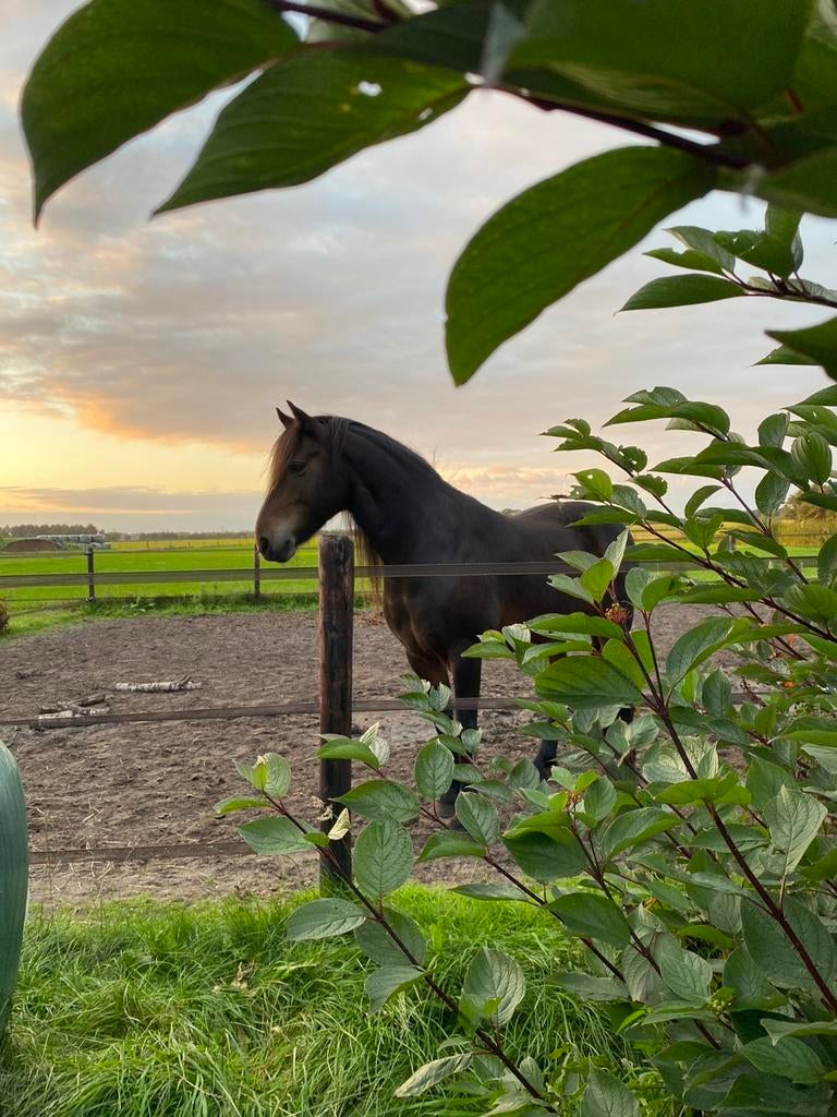 Stalhulp gezocht in Stegeren, Dieren en Toebehoren