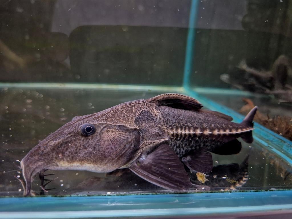 Oxydoras niger, Dieren en Toebehoren, Vissen | Aquariumvissen, Vis, Zoetwatervis