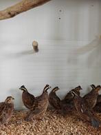 Boomkwartels, Meerdere dieren