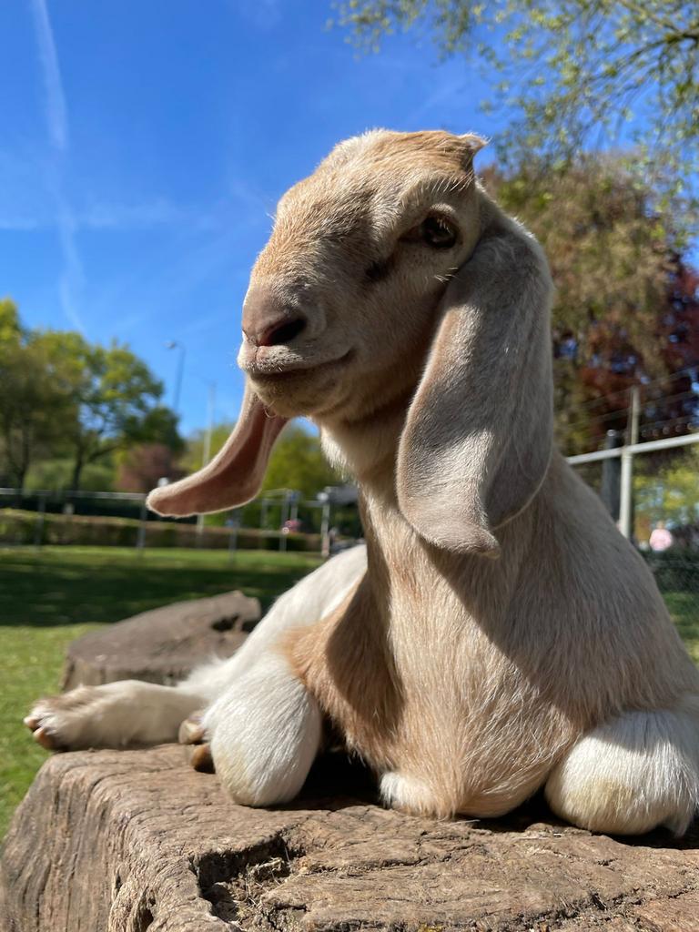 Super leuk bokje (boergeit met nubische geit)., Dieren en Toebehoren, Mannelijk, Geit, 0 tot 2 jaar