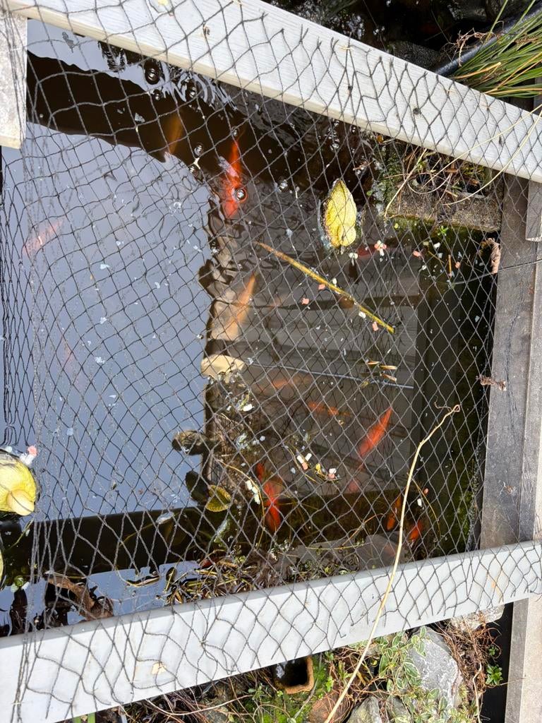 Goudvissen, Goudvis(sen)