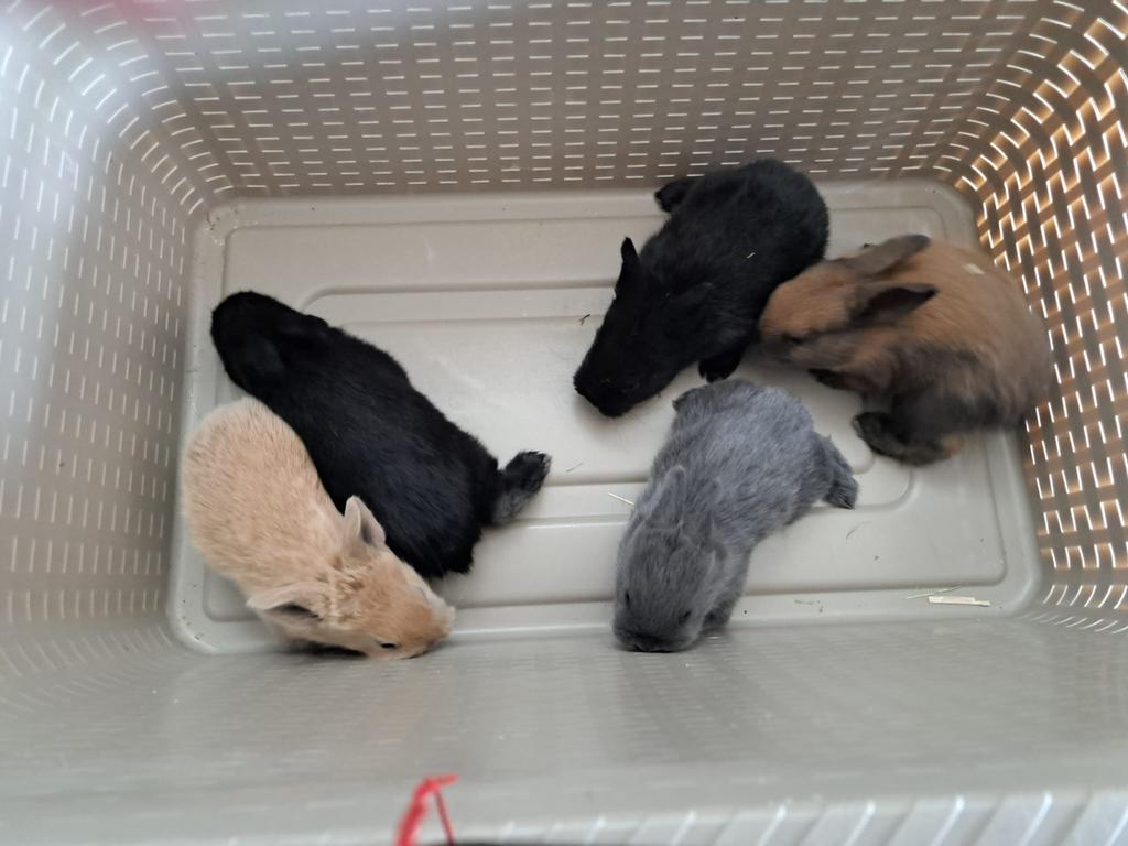 Baby konijntjes, Dieren en Toebehoren, Konijnen, Meerdere dieren, Dwerg