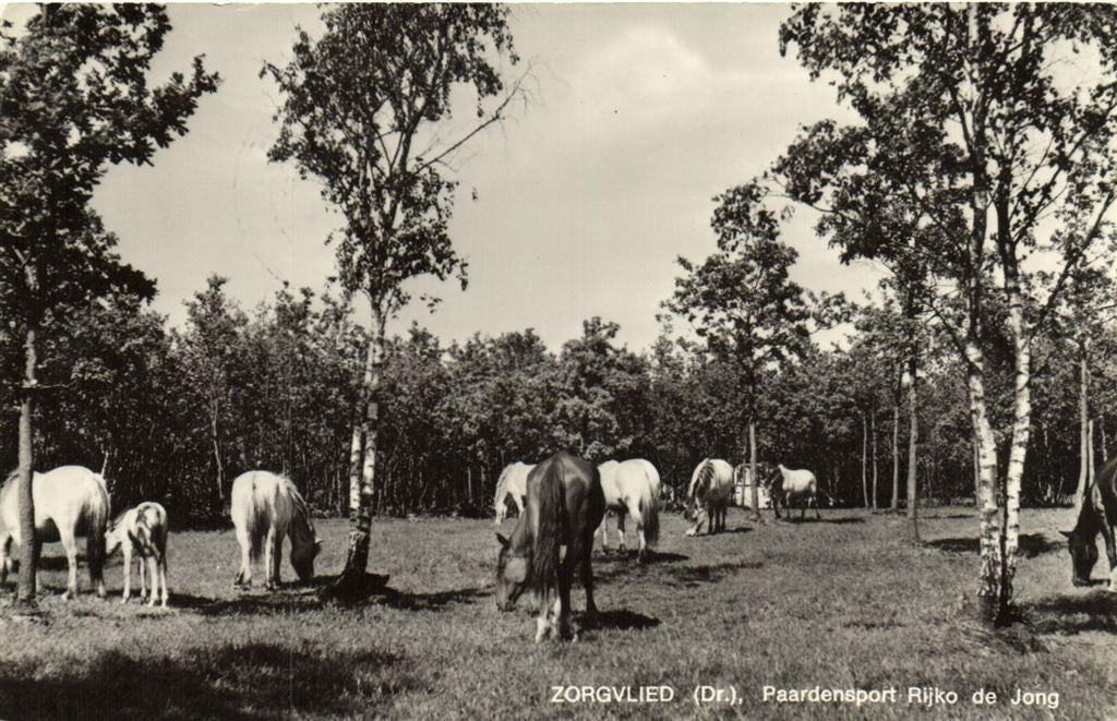 Zorgvlied [Dr.], Paardensport Rijko de Jong - gelopen, Ophalen of Verzenden, 1960 tot 1980, Gelopen, Drenthe