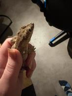 Gargoyle gekko Frank, Hagedis, Tam, 0 tot 2 jaar