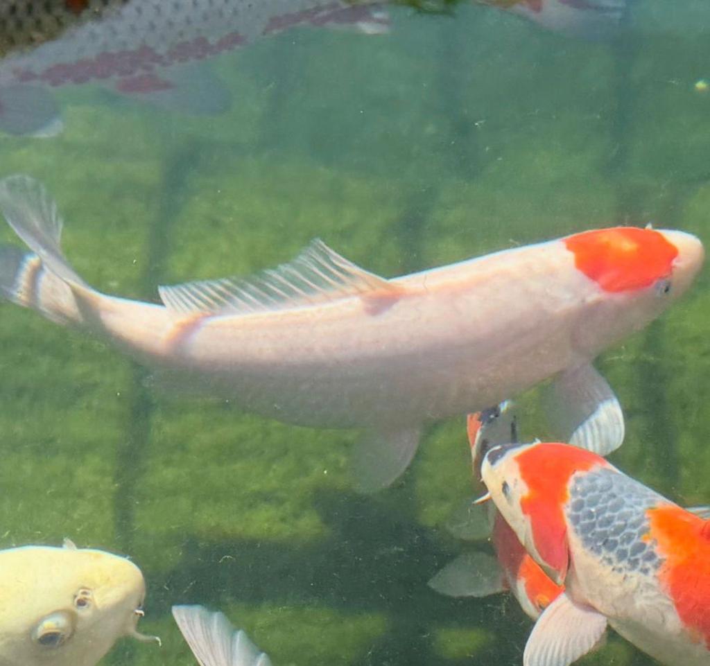 Koi: Tancho & Gin Matsuba, Dieren en Toebehoren, Vissen | Vijvervissen, Karper of Koi